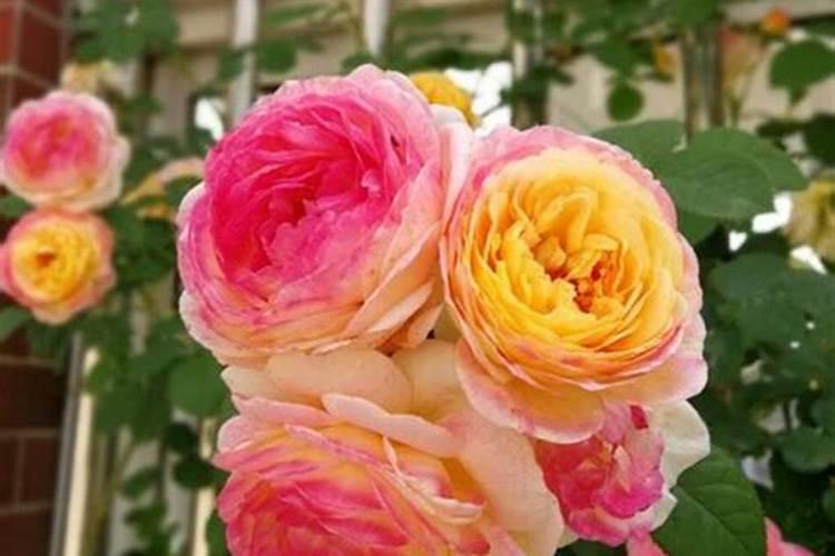 藤本月季怎样养开花多？