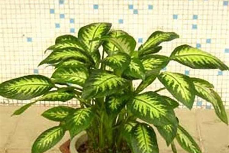 各为专家好,我有个石头,不知道是什么,有磁性,是陨石吗？