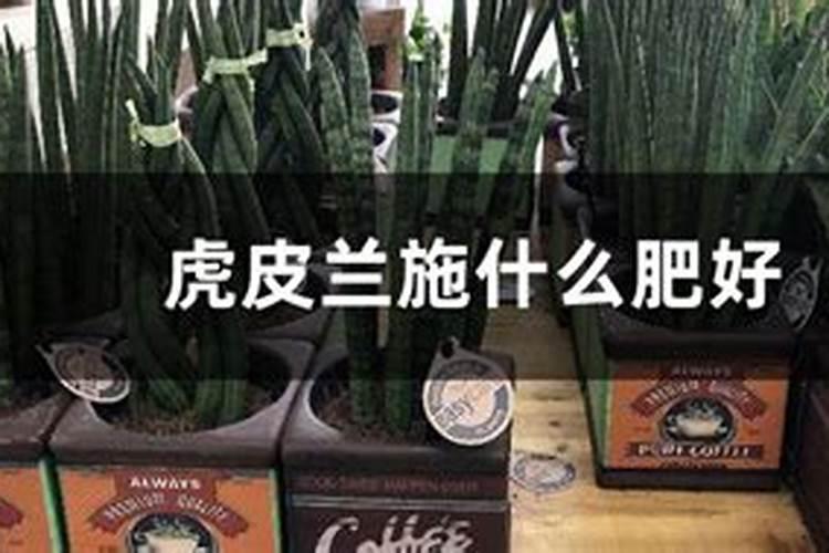 钾肥的作用及功能 钾肥的作用 钾肥的作用是什么 钾肥的主要作用