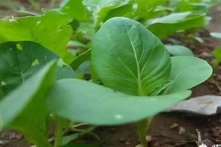 油菜的硼肥怎么施用？需要注意哪些方面？