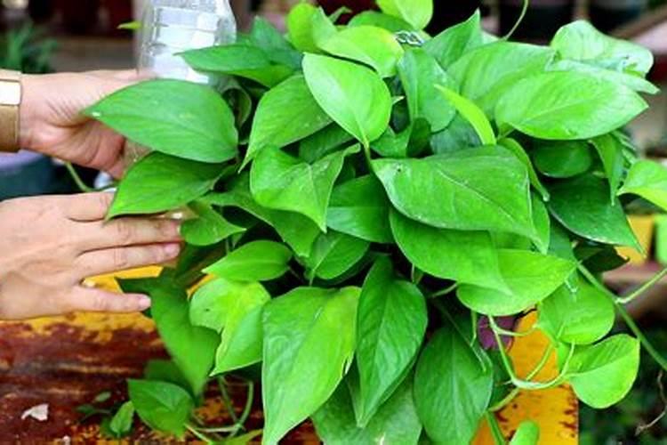 绿萝怎么施肥 绿萝施肥方法