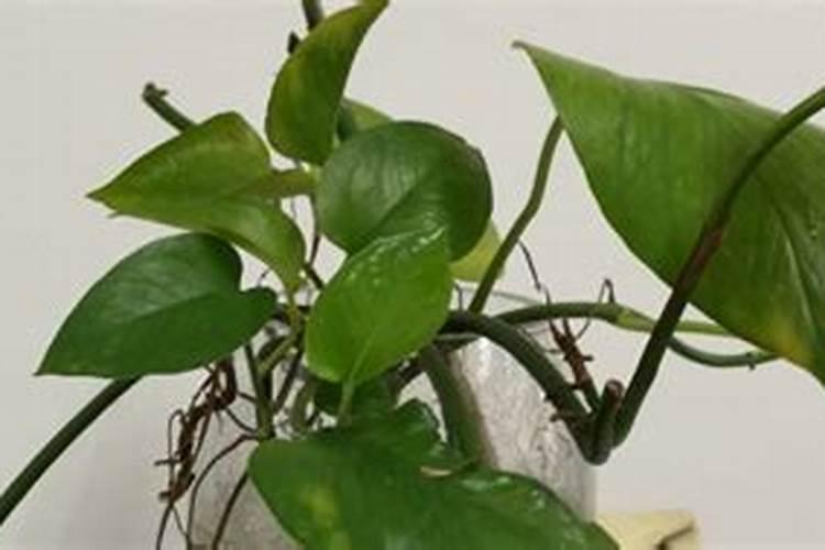 绿萝怎么养更旺盛？