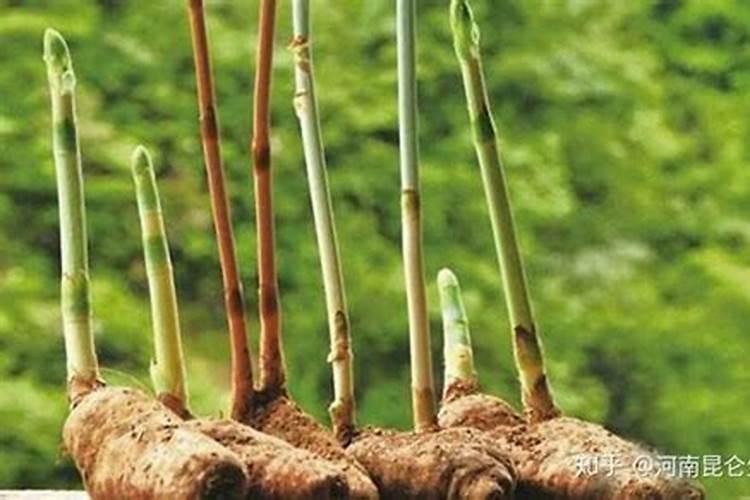 农田打药最常用的四种药