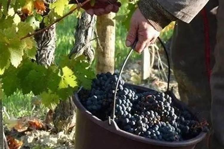 葡萄挂果期用什么水溶肥效果好？葡萄结果期上什么肥料产量高？