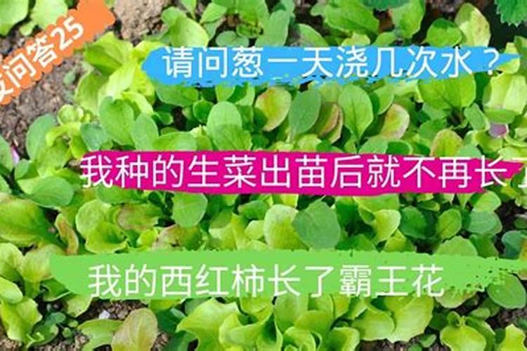 100斤水放多少尿素浇菜