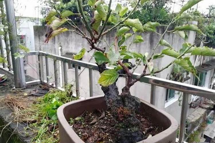 普通叶面肥的缺点都有哪些