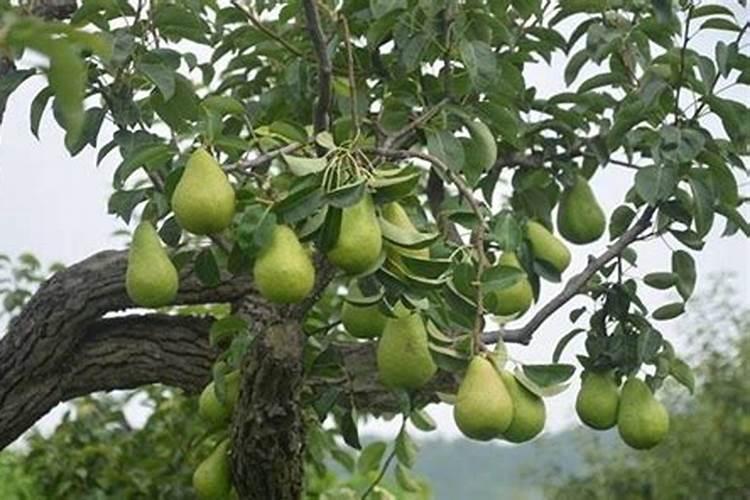 秋月梨8月上旬追什么肥料好？