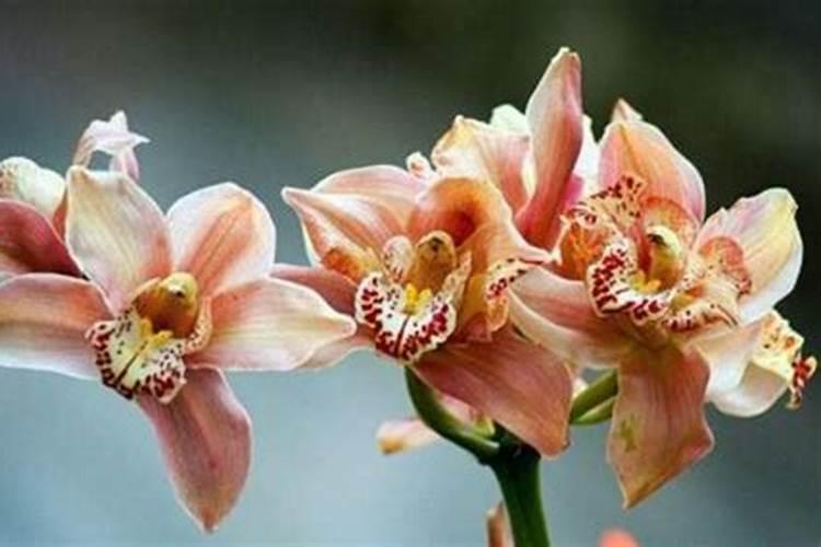 刚买回来的大花蕙兰怎么养