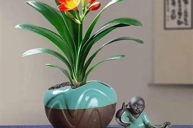 绿萝能施磷肥复合肥和尿素吗