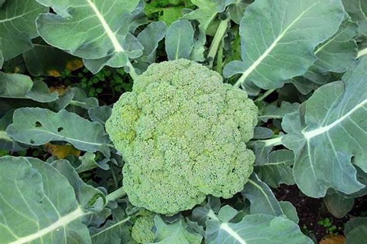 西兰花座果期用什么叶面肥效果好？西兰花保花保果冲施什么肥料好？