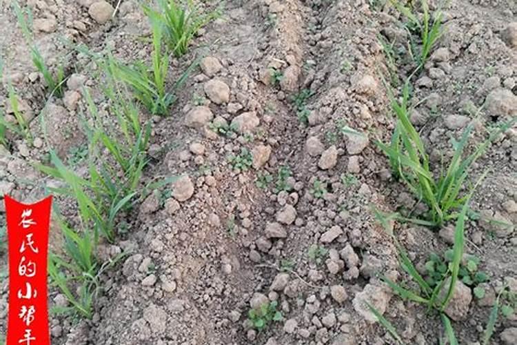 小麦除草剂能和叶面肥混合打吗 什么时候打合适