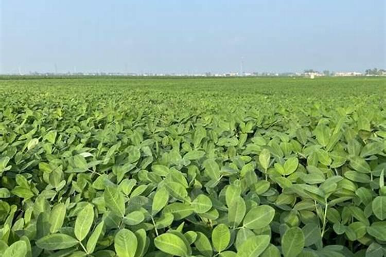 花生施硼肥的最佳时期