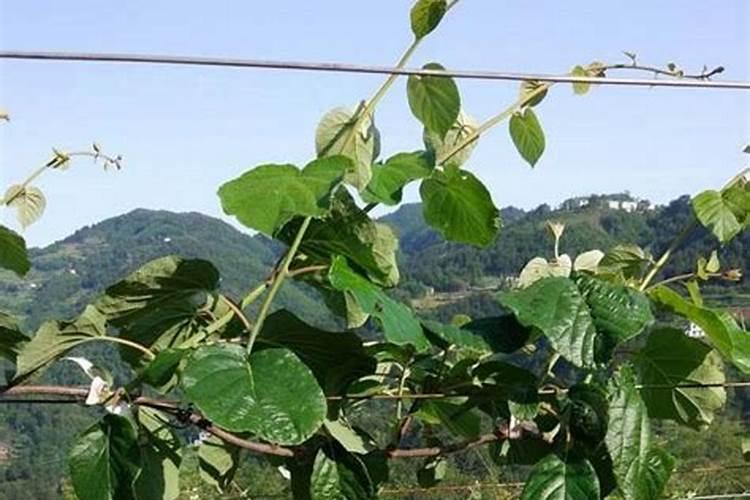 信鸽羽条上有鸽虱怎么处理