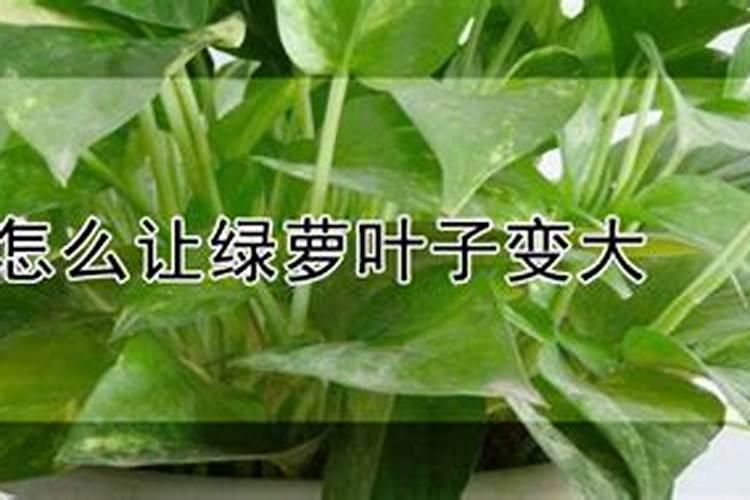 怎样在家用肥肉制作肥皂