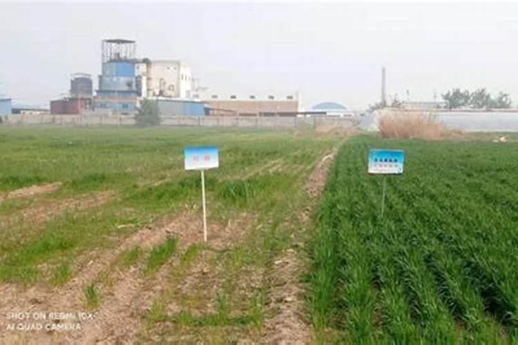 盐碱地如何改良？