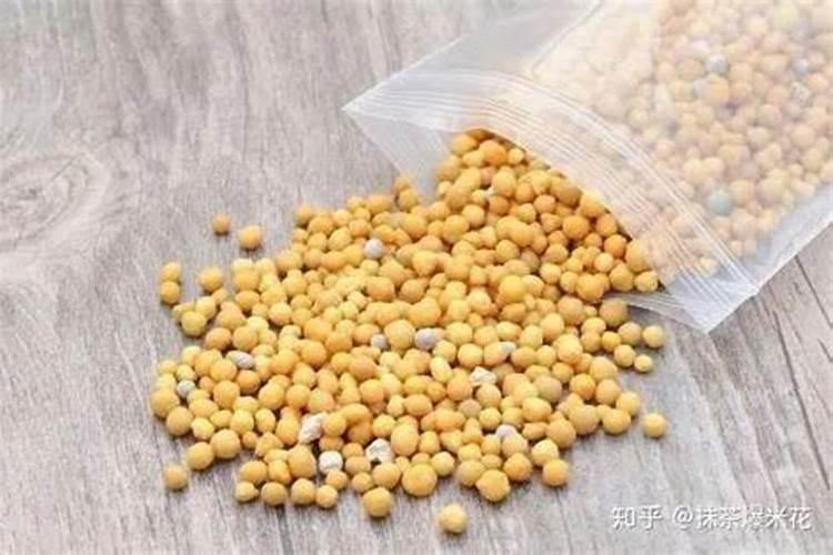 昙花长花蕾的时候可以施肥吗