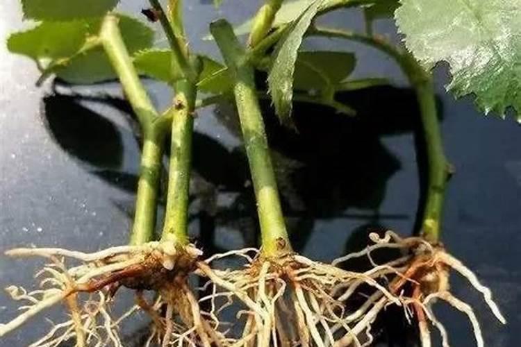 葡萄树每亩地施多少镁肥合适？