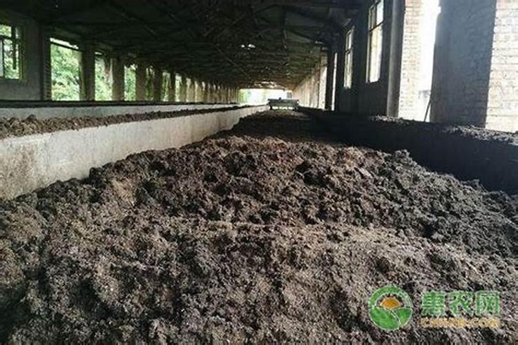 侧柏树移栽多长时间才缓过来