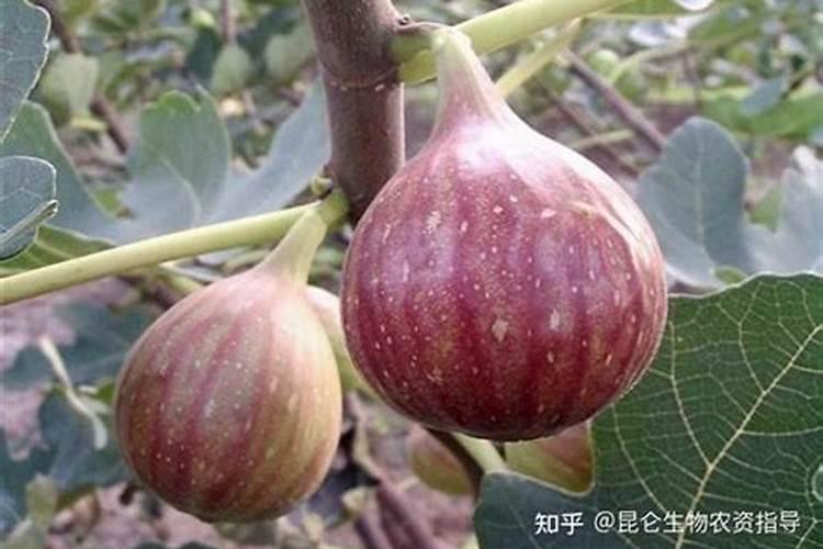 无花果保花保果打什么叶面肥？无花果挂果期用的肥料？