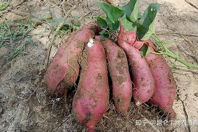 地瓜施什么肥最好