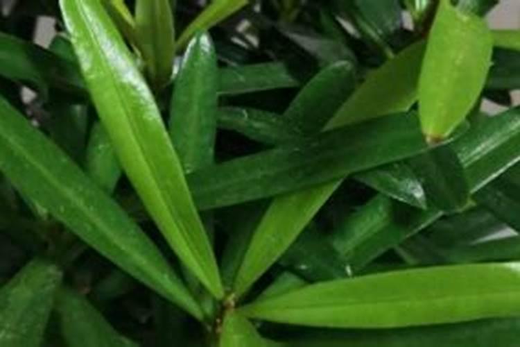 黑龙江中农优化生物科技股份有限公司怎么样？