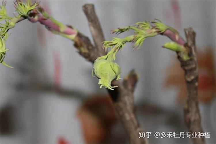 牡丹有花苞时怎么种植技术