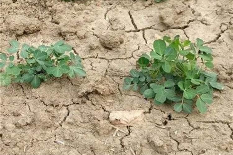 花生什么时候打芸苔素 如何使用才能提高产量
