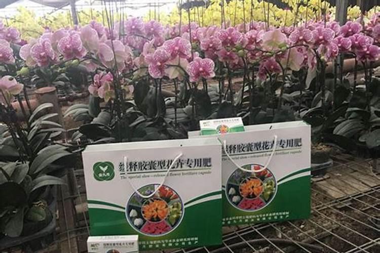 一盆花放几粒复合肥怎么放、放复合肥后多久能浇水