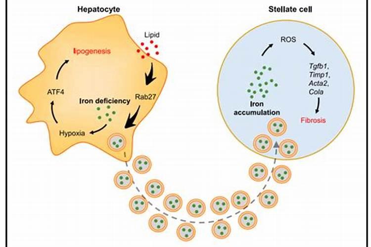 宝宝微量元素怎么检查