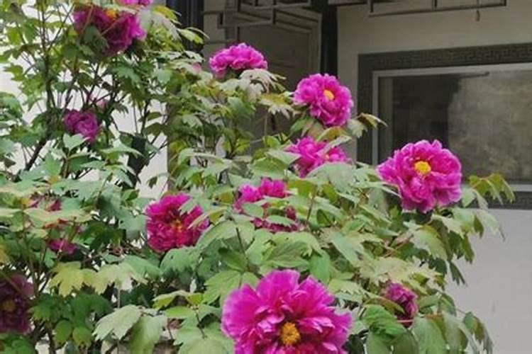 牡丹花多久施一次肥牡丹花施肥时间和方法