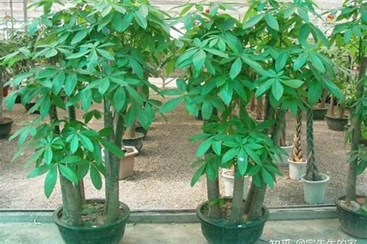 氨基酸水溶肥在梨树用法用量