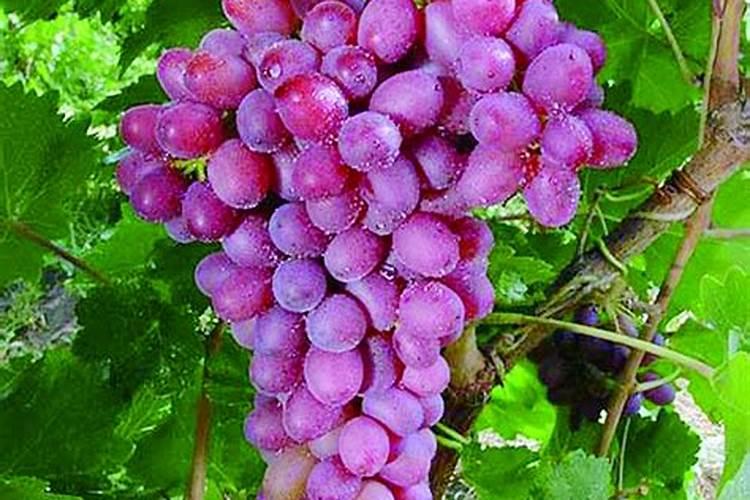 叶面肥在葡萄管理上非常重要,如何用才能够达到最好的效果？