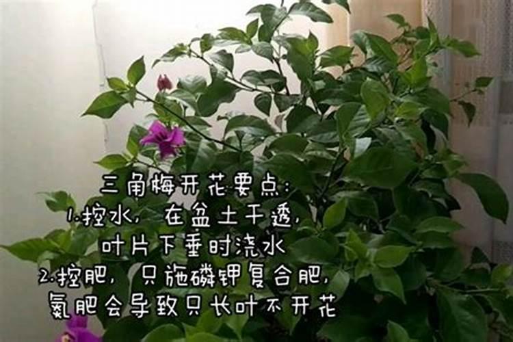 蔷薇花施什么肥最好