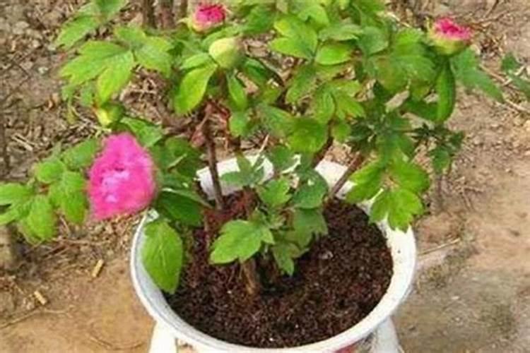 富贵子开花要怎么打理,4个步骤打理结出更多果实