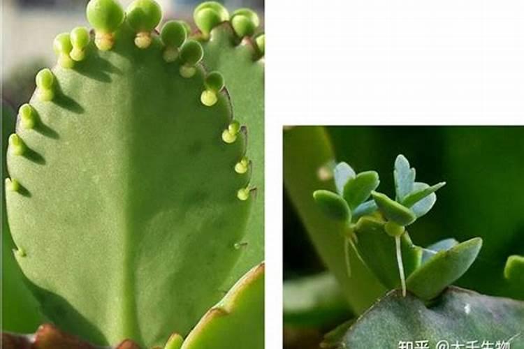 水溶肥啥时候用比较好