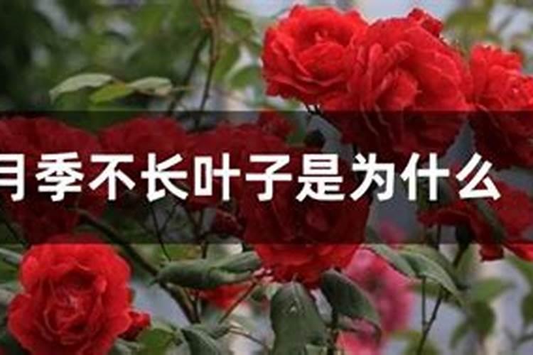 月季不长叶子怎么办