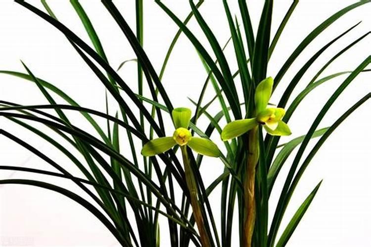 冬天怎么给花施肥？