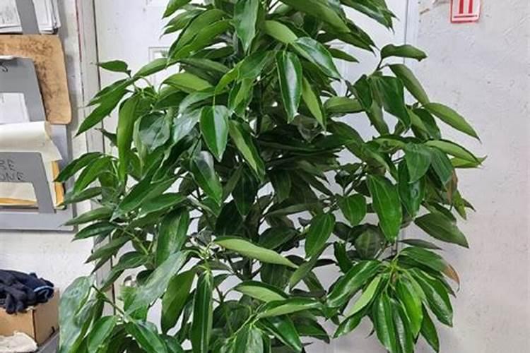 净化空气吸甲醛最好的植物排名 吸甲醛植物排行榜