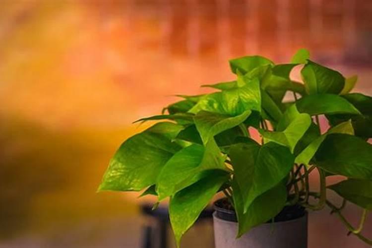 绿萝施什么肥叶子(绿萝施肥技巧,了解绿萝施什么肥叶子,让绿萝茁壮成 ...