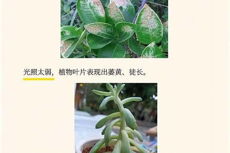种毛豆底肥用什么