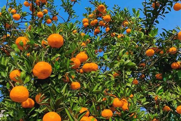 酸奶没凝固可以二次发酵