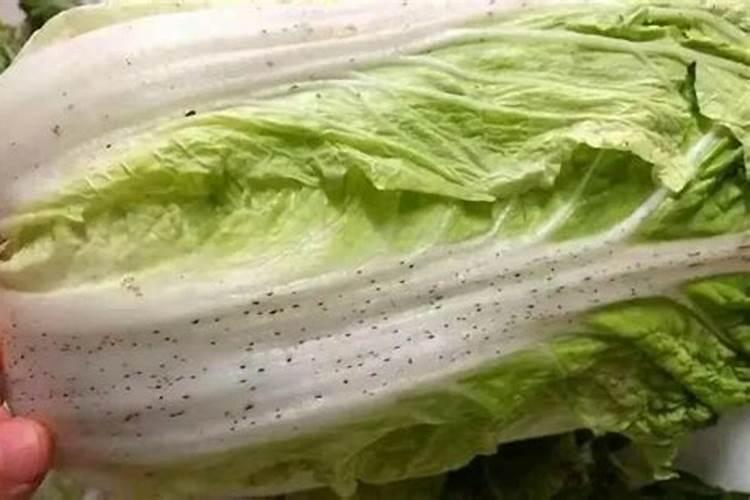 红薯施钾肥能否用草木灰代替？