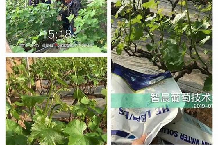 错过太可惜!葡萄施肥之氮、磷、钾、硼、锌!时间和方法都在