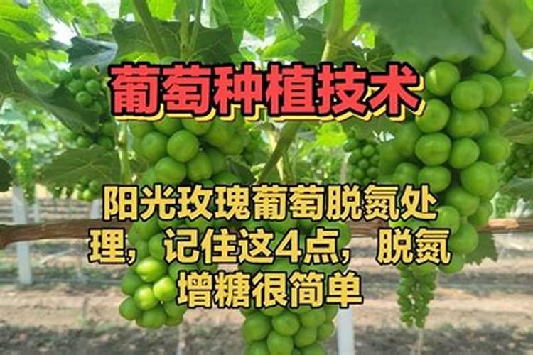 栀子花用什么肥料最好