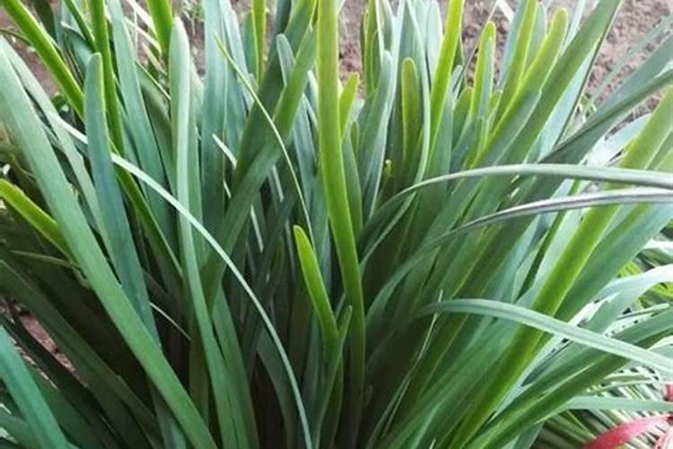 韭菜施什么肥料好