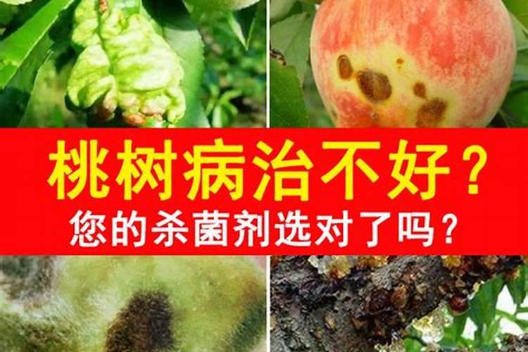 桃树开花时,正确的打药时间是什么时候？