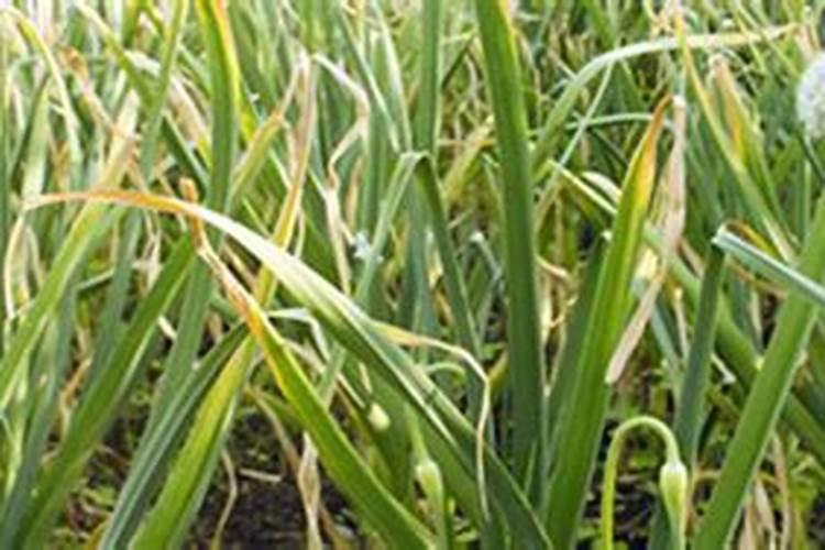 蒜苗叶子发黄怎么回事？怎么防治？