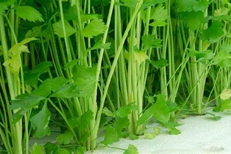 芹菜怎样施肥才能长好？