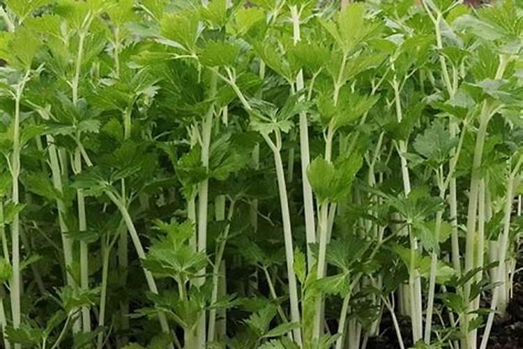 芹菜的病虫害的防治 [浅谈保护地芹菜病虫害的综合防治]