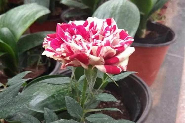 月季长花苞后怎么施肥